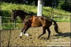 Quel est le m�canisme du galop � droite ?