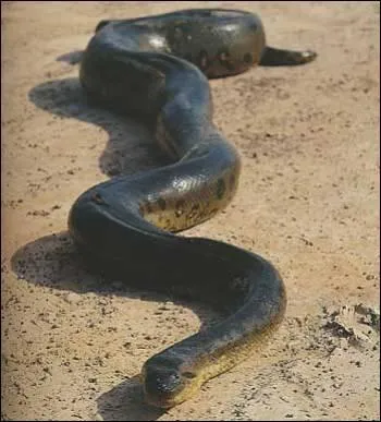 Quel est l'animal ci-dessus ?