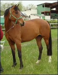 Quelle est la race de chevaux la plus rapide au monde ?