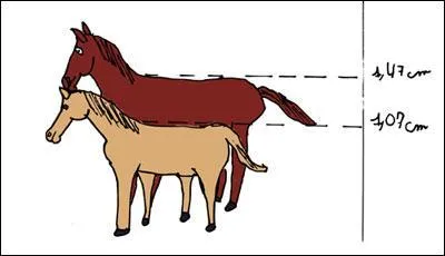 Comment fait-on la diffrence entre chevaux et poney ?