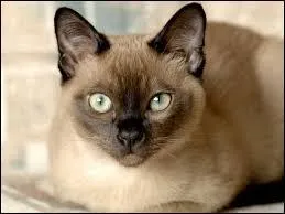 Quelle est cette race de chats ?