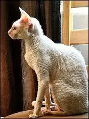 Quelle est cette race de chats ?