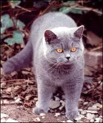 Quelle est cette race de chats ?