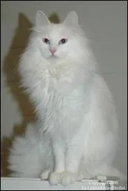 Quelle est cette race de chats ?