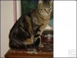 Quelle est cette race de chats ?