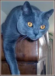 Quelle est cette race de chats ?