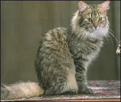 Quelle est cette race de chats ?