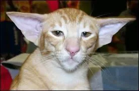 Quelle est cette race de chats ?