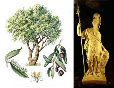 Quel est le surnom que l'on donne  l'olivier ?