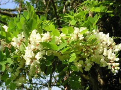 Appel aussi  faux acacia , cet arbre d'Amrique du Nord fut introduit en France au dbut du XVIIme sicle. Son nom commun est le :