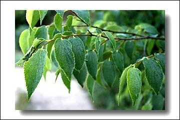 Dans quel type de climat trouve-t-on le micocoulier ?