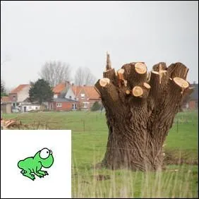 Un arbre cim pour favoriser la repousse est appel :