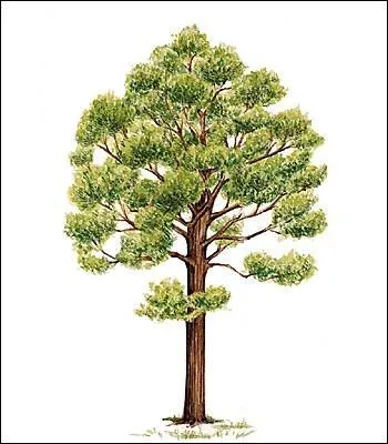 Le houppier concerne quelle partie de l'arbre ?