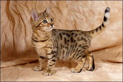 Quel est le nom de ce chat, modèle réduit du tigre ?