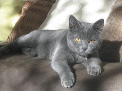 Quelle est cette race de chats au bon caractère, d'une jolie couleur gris bleuté ?