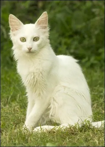 Quelle est cette race de chats au pelage sublime ?