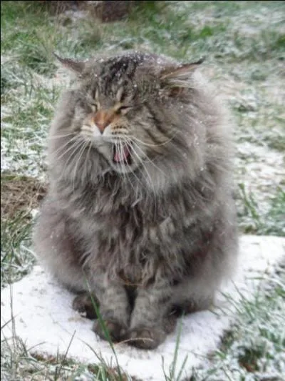 Quel est le nom de ce chat balze, au temprament pas toujours trs aimable ?