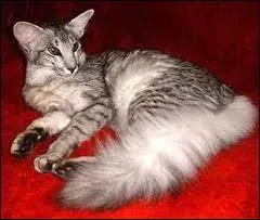 Comment s'appelle ce chat distingu, homonyme d'une langue trs parle dans le monde ?