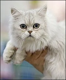 Quelle est cette race de chats, une crme de minou ?