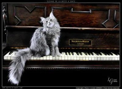 Quel est le nom de ce chat venu du froid, comme l'espion dans James Bond ?