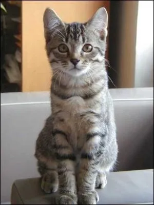 Quel est le nom de ce chat, effront et enjleur, bien de chez nous ?