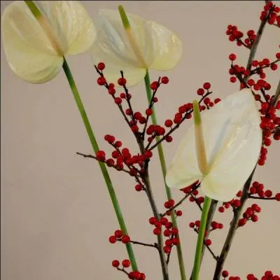 La mise en valeur de ces anthuriums blancs se fait par ces branches de baies rouges, qu'on appelle... ?