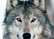 Quiz Le loup dans les expressions franaises