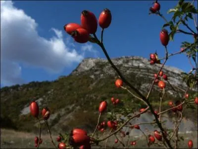 Cette fois-ci, je vous donne le nom de cet arbuste, c'est l'glantier, cousin de nos rosiers de jardins, ses fruits et fleurs sont comestibles !