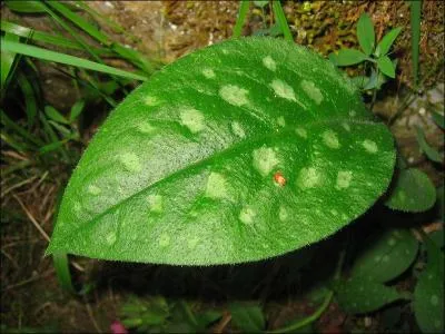 Ses feuilles et ses fleurs sont comestibles, crues ou cuites, on l'utilise depuis l antiquit pour soigner les maladies des voies respiratoires !