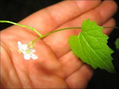 Ses fleurs et fruits sont comestibles, sous forme de condiments, les feuilles froisses dgagent une odeur d'ail, il fut un temps o l'on en faisait des cataplasmes !