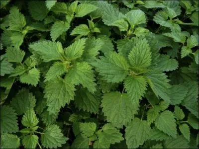 Pour la salade, prfrez les petites feuilles du haut, pour la soupe ou le bouillon, toutes les feuilles sont consommables !