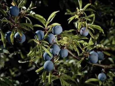 Sur cet arbuste, vous pourrez utilisez les fruits, pour faire de la confiture, et les dguster, aprs les premires geles !