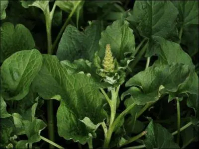 On l'apprciait normment du temps de Ravaillac, tomb en dsutude, il est de nouveau recherch, dans certaines rgions de France !