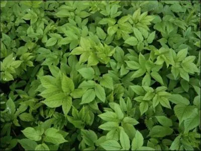 Consomme crue, en salade, ou cuite comme les pinards, mais attention  l'indigestion, cette plante peut trs vite devenir envahissante !