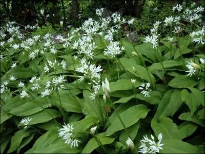 Utilis dans de nombreuses recettes, de grands chefs toils le prparent, voici venir ...
