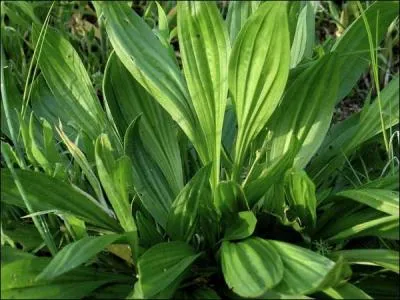 Vous pouvez en dguster les jeunes feuilles en salade, avec les feuilles plus anciennes, vous concocterez un excellent bouillon, riche en vitamines !