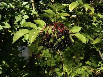 On fait du vin avec les fruits, il est dconseill de les consommer crus, les oiseaux l'adorent !
