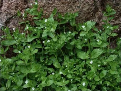 Pratiquement tout le monde qualifie cette plante de mauvaise herbe, pourtant, prpare en salade, elle passe pour tre savoureuse !