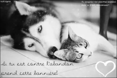 Combien y a-t-il environ d'animaux abandonns chaque anne en France ?