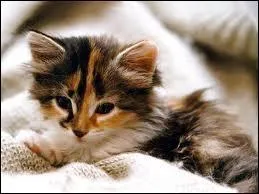 Combien ce petit chaton a-t-il de couleurs ?