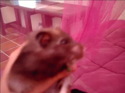 Quel est cet animal ?