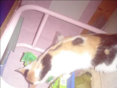 Que fait ce chaton ?