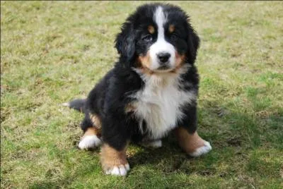  quelle race appartient ce chiot ?