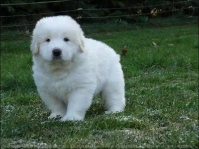  quelle race appartient ce chiot ?