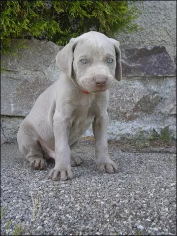  quelle race appartient ce chiot ?