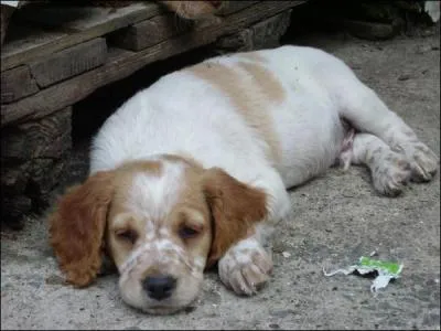  quelle race appartient ce chiot ?