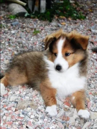  quelle race appartient ce chiot ?