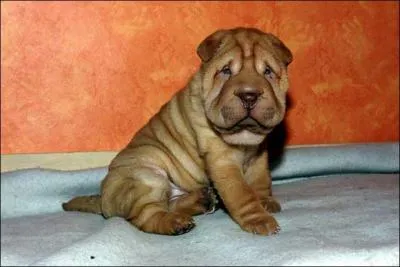  quelle race appartient ce chiot ?