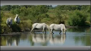 Quels sont ces chevaux ?