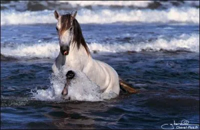 Un peu plus difficile, quelle est cette race ?